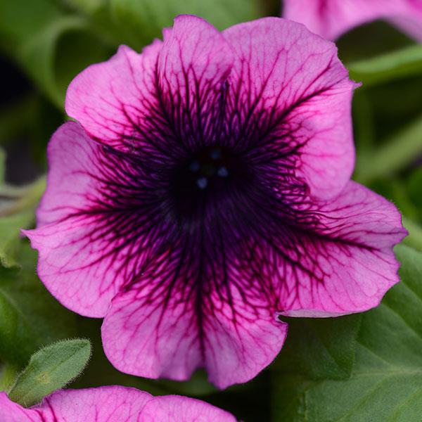 Hanging Basket Petunia, Main Stage Blueberry