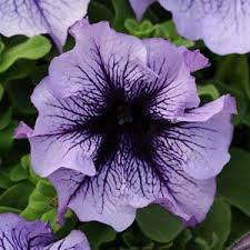 Petunia, Daddy Blue