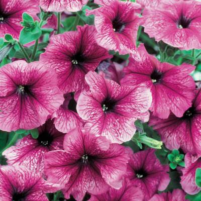 Petunia, Daddy Sugar