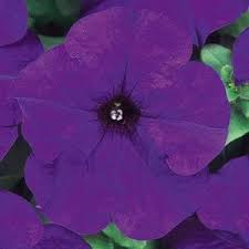 Petunia, Dreams Midnight