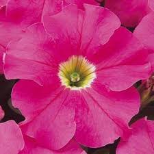 Petunia, Dreams Pink