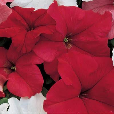 Petunia, Dreams Red