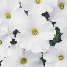 Petunia, Dreams White