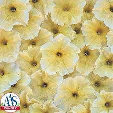 Petunia, Prism Sunshine