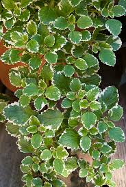 Plectranthus Coleodes Varigated