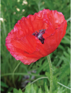 Oriental Poppy, Brillant Red