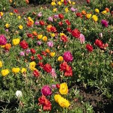 Portulaca, Sundial Caliente Mix