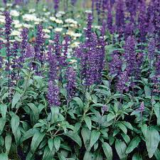 Salvia, Evolution Violet