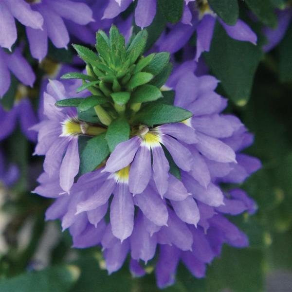 Hanging Basket Scaevola, Fairy Blue