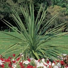 Spikes, Dracaenas