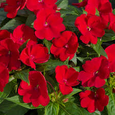 Sunpatiens, Compact Red
