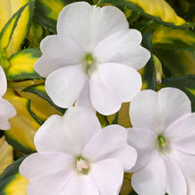 Load image into Gallery viewer, Hanging Basket Sunpatiens, Vigorous Tropical White
