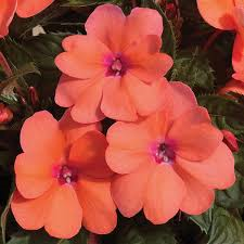 Sunpatiens, Compact Coral Pink