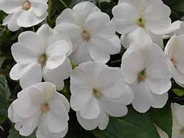 Sunpatiens, Compact White Imp