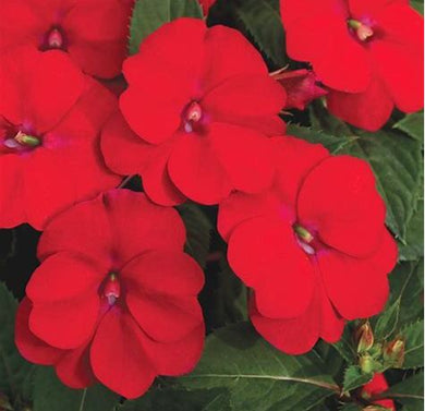 Sunpatiens Vigorous Red