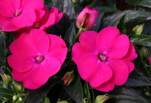 Sunpatiens Vigorous Rose Pink