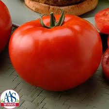 Tomato, Big Beef