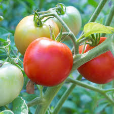 Tomato, Early Girl