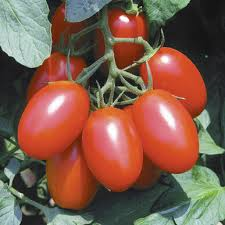 Tomato, Juliet (Grape)