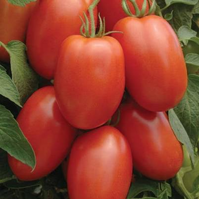 Tomato, Italian Plum