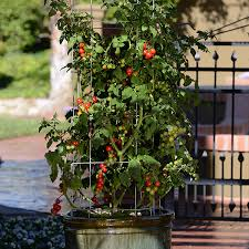 Patio Cherry Tomato - Tidy Treats