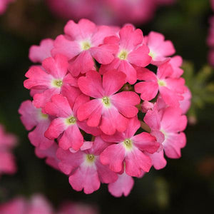 Hanging Basket Verbena Firehouse Pink
