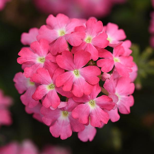 Hanging Basket Verbena Firehouse Pink