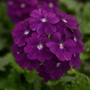 Hanging Basket Verbena, Firehouse Purple