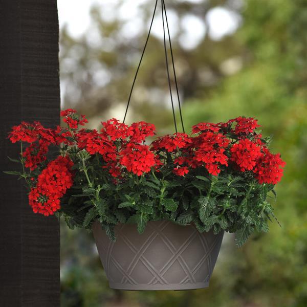 Hanging Basket Verbena, Firehouse Red