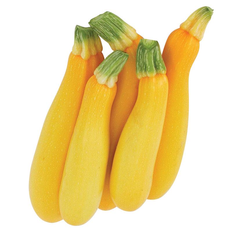 Yellow Squash