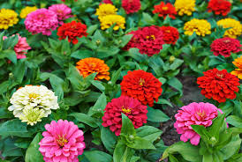 Zinnia, Benary's Giant Mix